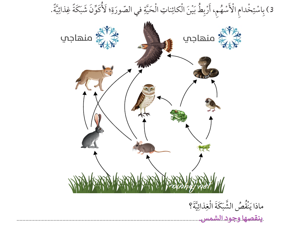 الشبكة الغذائية